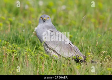 Montagu's Harrier (Circus pygargus), adult male perched on the ground, Campania, Italy Stock Photo