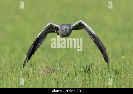 Montagu's Harrier (Circus pygargus), front view of an adult male in flight, Campania, Italy Stock Photo