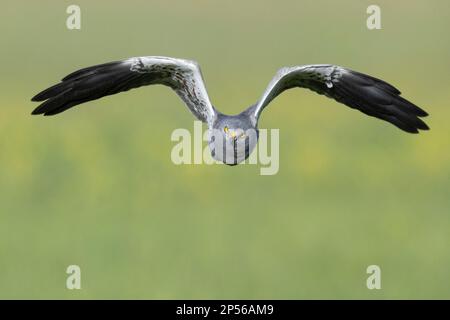 Montagu's Harrier (Circus pygargus), front view of an adult male in flight, Campania, Italy Stock Photo