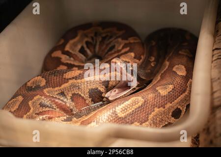 Reticulated python yawning in a bin, exposing its glottis. Stock Photo