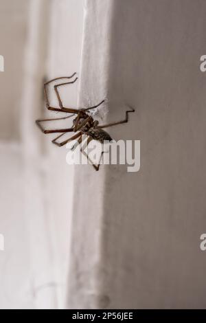 Eratigena atrica also known as Giant house spider on a wall Stock Photo