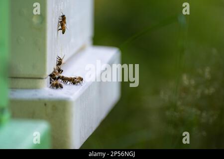 Bees exiting and entering a hive at summer Stock Photo