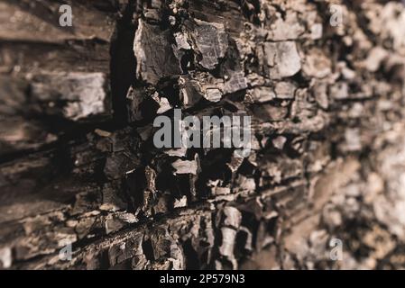 Fossils of an ancient tree, showing wood grain patterns. High quality photo Stock Photo