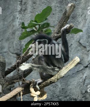 white-handed gibbon Calgary Zoo Alberta Stock Photo