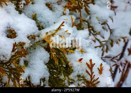 Close-up of the branches of the conifer Thujopsis dolabrata. The evergreen tuevik is covered with snow. Stock Photo