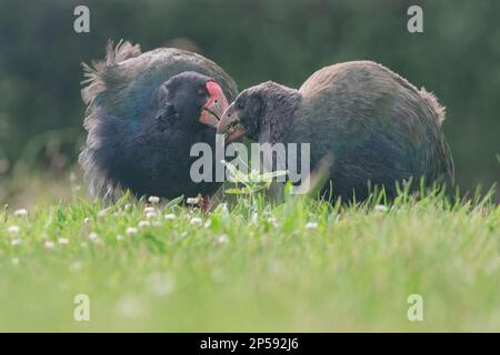 The takahe (Porphyrio hochstetteri), a large flightless and endangered bird endemic to Aotearoa New Zealand. An adult and juvenile chick. Stock Photo