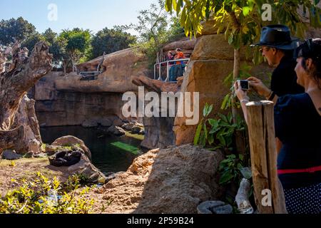 People observing a chimpanzee,Pan troglodytes.Bioparc.Valencia, Spain. Stock Photo