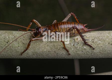 Auckland tree wētā or tokoriro, Hemideina thoracica, these tree weta ...