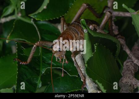 The little barrier giant weta (Deinacrida heteracantha) or wetapunga is the largest insect in the world, this cricket is found in New Zealand. Stock Photo