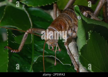 The little barrier giant weta (Deinacrida heteracantha) or wetapunga is the largest insect in the world, this cricket is found in New Zealand. Stock Photo