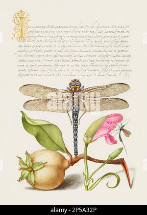 Medieval ornaments. Dragonfly, Pear, Carnation and Insect Stock Photo