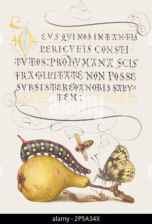 Medieval ornaments. Fly, Caterpillar, Pear and Centipede Stock Photo