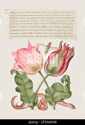 Medieval ornaments. Tulips, Insect, and Worm Stock Photo
