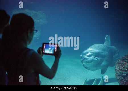 Underwater tunnel of 38 meters in oceans area,Visitors enjoy marine life,Oceanografic by Félix Candela,in City of Arts and Sciences by S. Calatrava. V Stock Photo