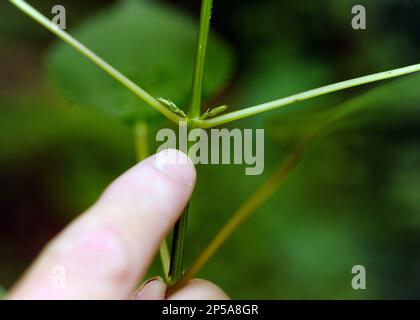 The Quick Guide to Wild Edible Plants