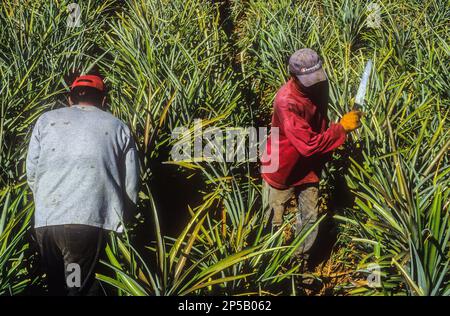 pineapple plantation, El Golfo Valley,El Hierro, Canary Island, Spain, Europe Stock Photo