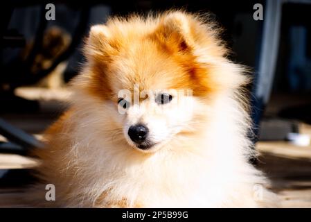 Pomeranian Laying in the Sunshine Stock Photo