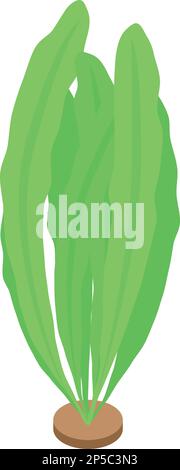 Sea plant icon isometric vector. Marine alga. Water green Stock Vector