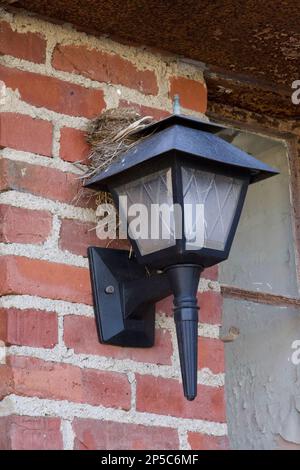 Black, metal lamp with a birds nest on top of the light.  It is attached to a red, brick wall.  And there is also an old window to the side. Stock Photo