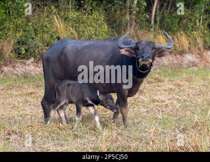 A water buffalo with a calf is grazing in a meadow near the village Stock Photo