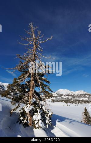 A view of snow-covered Mammoth Mountain ski resort with a tree in the foreground and with blue skies after a record snowfall. Stock Photo