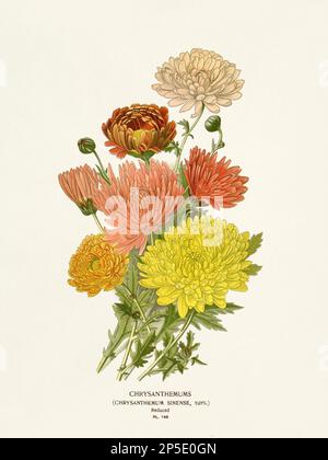 Flower illustration. Chrysanthemums Stock Photo