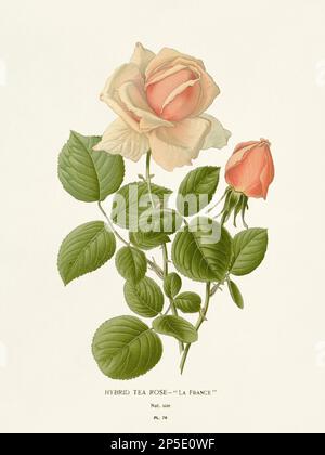 Flower illustration. Tea Rose Stock Photo