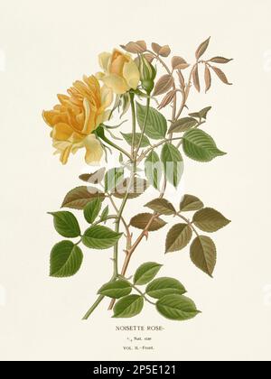 Flower illustration. Noisette Rose Stock Photo