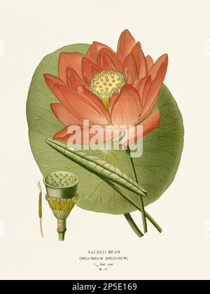 Flower illustration. Sacred Bean. Stock Photo
