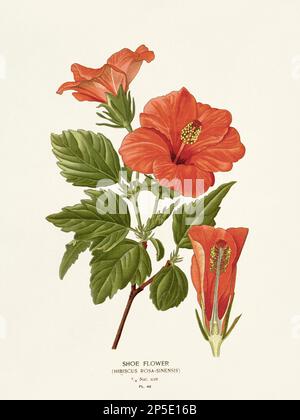Flower illustration. Hibiscus Stock Photo