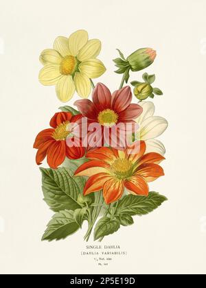 Flower illustration. Single-Dahlia Stock Photo