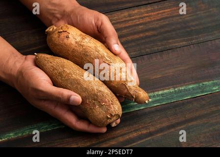 Cassava in the hands of Colombian farmer - Manihot esculenta Stock Photo