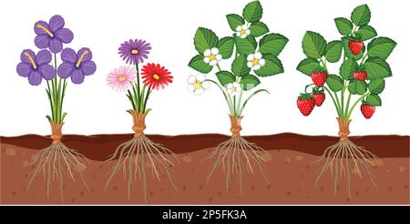 Set of different plant roots growing in soil illustration Stock Vector ...