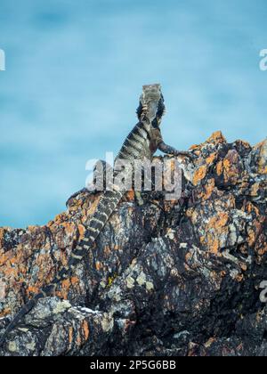 Eastern Water Dragon lizard, Australian reptile, on the rocks overlooking the Pacific Ocean, from behind, Australia Stock Photo