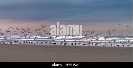 Birds taking flight during sunrise on the beach, Manzanita, Oregon, USA Stock Photo