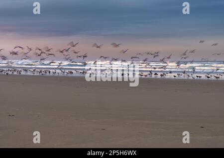 Birds taking flight during sunrise on the beach, Manzanita, Oregon, USA Stock Photo