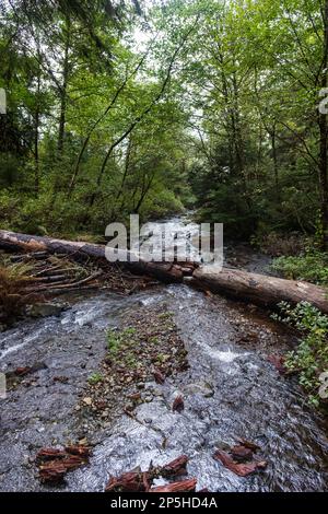 a log broken into multiple parts over a small stream, in Oswald West State Park Stock Photo