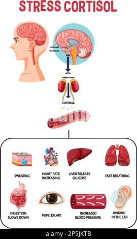 Stress response system scheme illustration Stock Vector