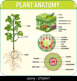 Internal structure of leaf diagram illustration Stock Vector Image ...