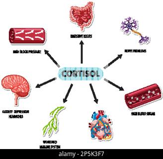 Cortisol hormone with common symptoms diagram illustration Stock Vector ...