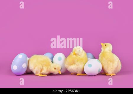 Decorative easter chicken and painted eggs on purple background with copy space Stock Photo