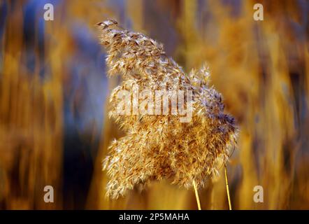 Wuschelige Gräser, Graswedel Stock Photo - Alamy