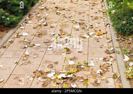 sidewalk, large gray brown outdoor tiles, autumn green brown dry maple leaves. paving slabs, curb, bushes Stock Photo