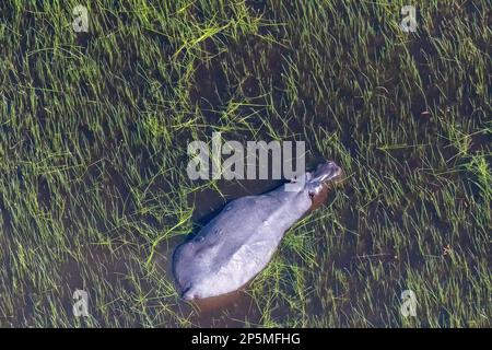 Aerial Telephoto shot of an hippopotamus that is partically submerged in the Okavango Delta Wetlands in Botswana. Stock Photo