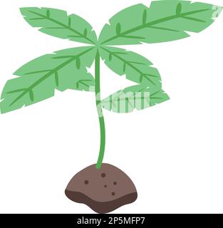 Basil plant icon isometric vector. Fresh herb. Natural organic Stock Vector