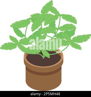 Basil plant pot icon isometric vector. Fresh herb. Natural organic Stock Vector
