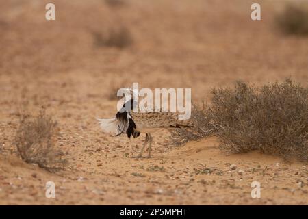 MacQueens bustard (Chlamydotis macqueenii) Stock Photo