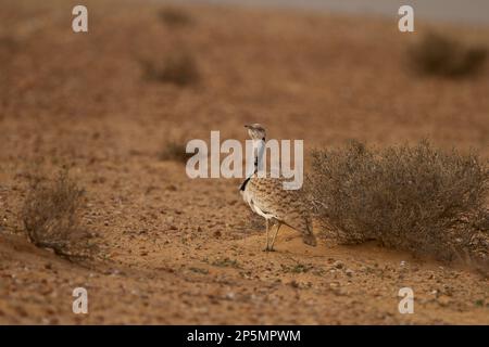 MacQueens bustard (Chlamydotis macqueenii) Stock Photo