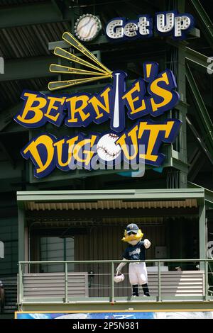 MILWAUKEE, WI - MAY 11: Bernie Brewer, the Brewers mascot slides down a  large slide after a home run is hit during the game between the Milwaukee  Brewers against the San Diego