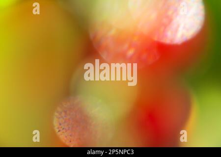 Abstract green-red with highlights background. Spring, Summer. Copy space Stock Photo